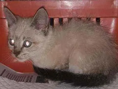 Gato raça Srd idade 2 a 6 meses nome Bill