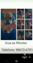 Filhotes
