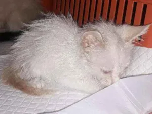 Gato raça Srd idade 2 a 6 meses nome Caio