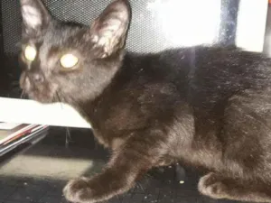 Gato raça Srd idade 2 a 6 meses nome Luana
