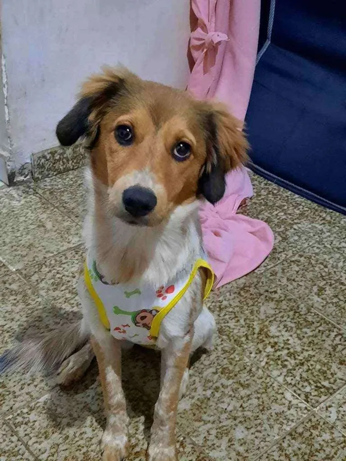 Cachorro ra a SRD idade 2 a 6 meses nome Akira