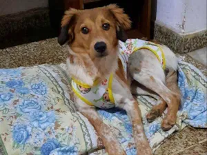 Cachorro raça SRD idade 2 a 6 meses nome Akira