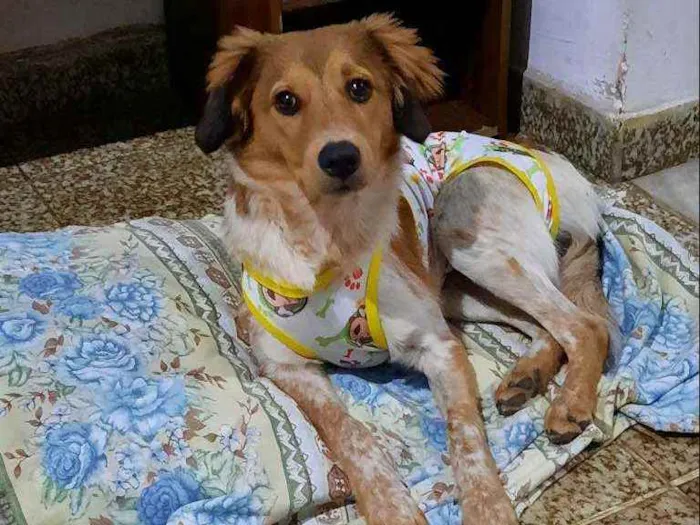 Cachorro ra a SRD idade 2 a 6 meses nome Akira