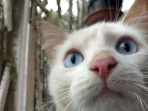 Gato raça Felina idade 7 a 11 meses nome Branquinho