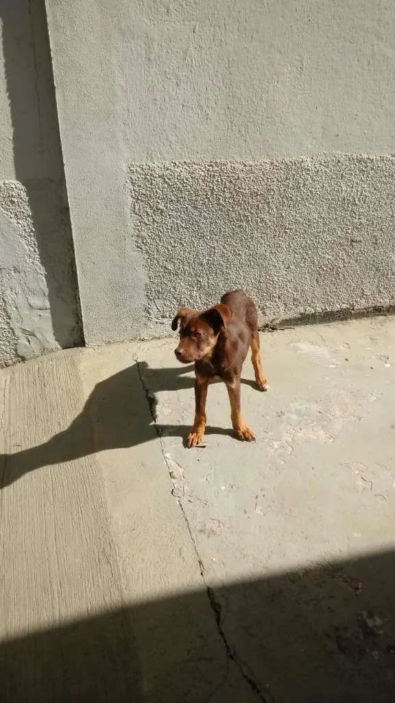 Cachorro ra a não sei idade  nome Sem nome