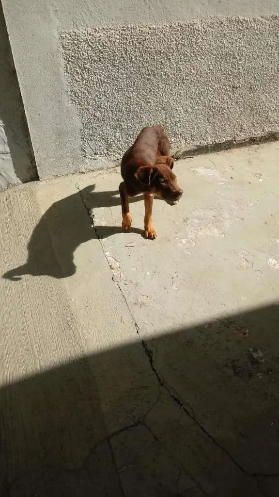 Cachorro ra a não sei idade  nome Sem nome