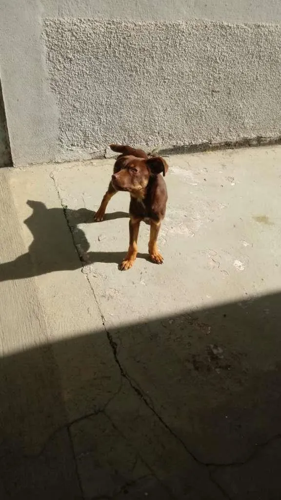 Cachorro ra a não sei idade  nome Sem nome