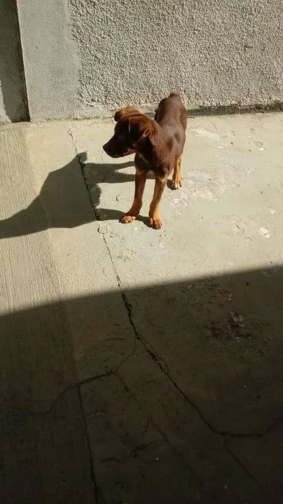 Cachorro ra a não sei idade  nome Sem nome