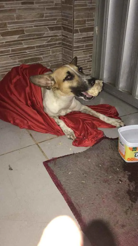 Cachorro ra a Vira-lata  idade 1 ano nome Cecília 