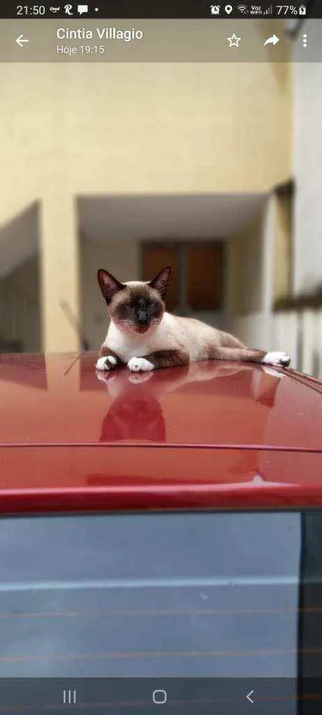 Gato raça Srd idade 7 a 11 meses nome Tom