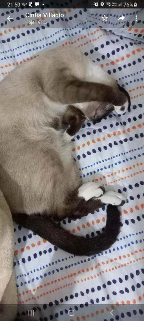 Gato raça Srd idade 7 a 11 meses nome Tom