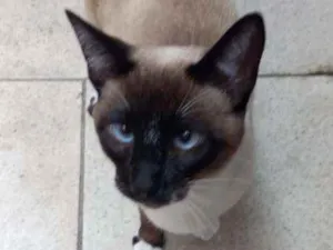 Gato raça Srd idade 7 a 11 meses nome Tom