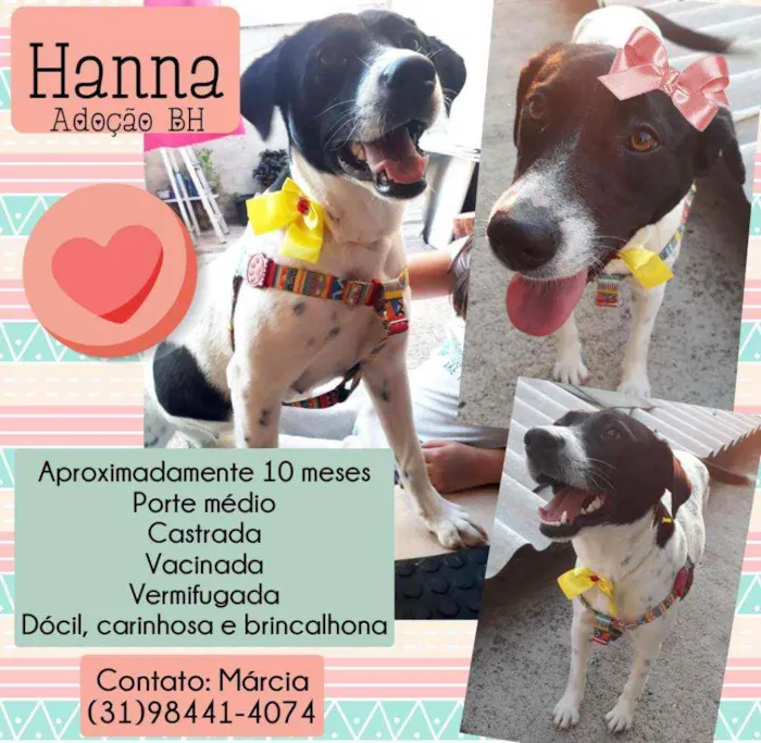 Cachorro raça Srd idade 7 a 11 meses nome Hanna