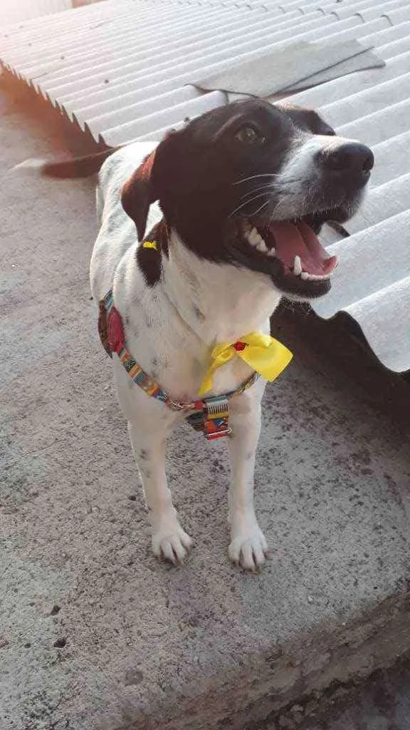 Cachorro raça Srd idade 7 a 11 meses nome Hanna