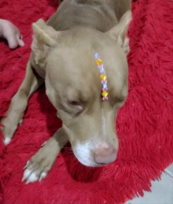 Cachorro ra a Mestiça  idade 1 ano nome Jade 