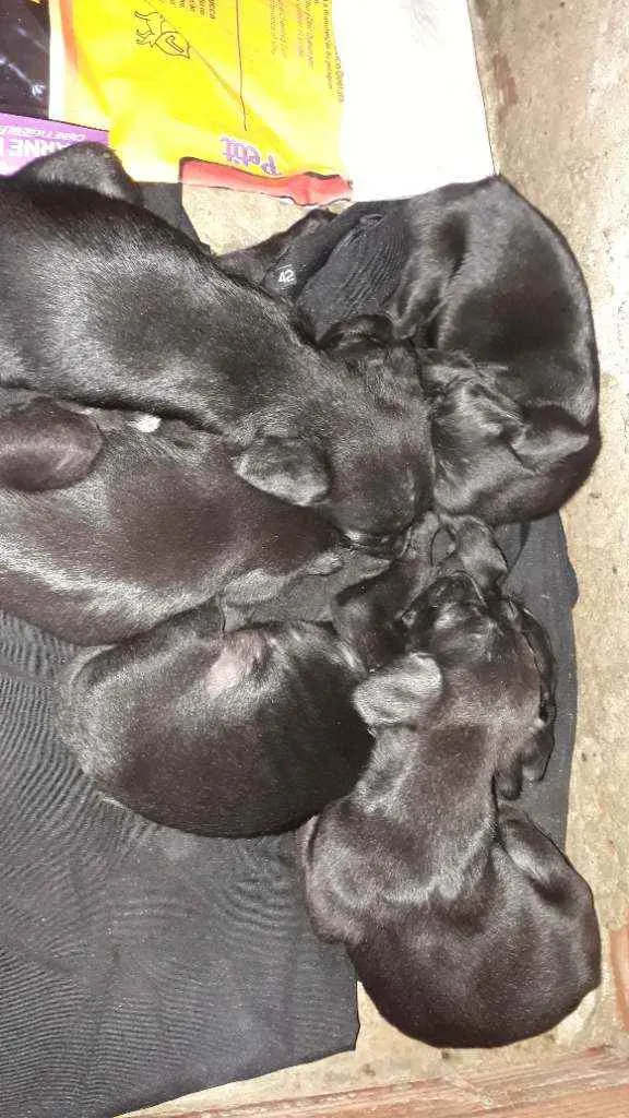 Cachorro ra a Vira lata idade Abaixo de 2 meses nome Sem nome 