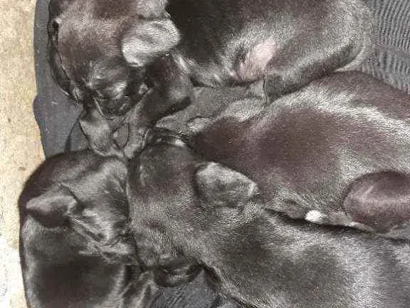 Cachorro ra a Vira lata idade Abaixo de 2 meses nome Sem nome 
