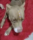 Jade 
