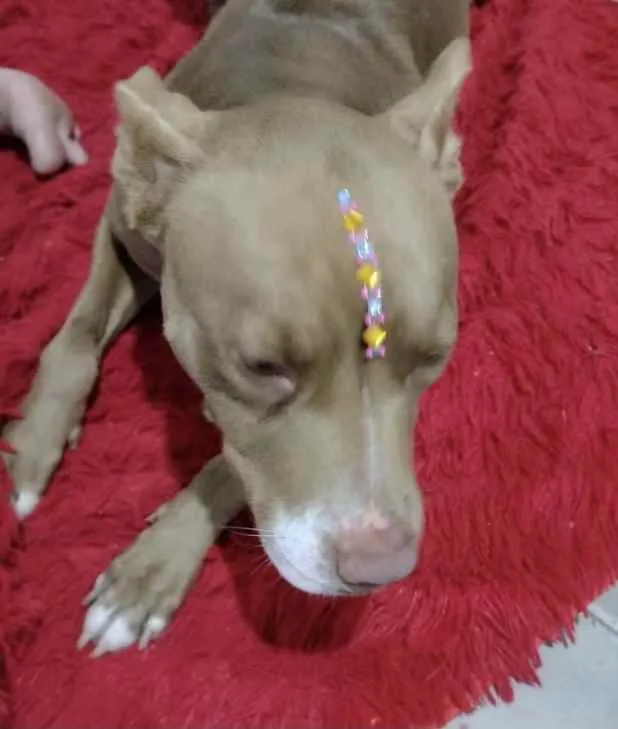 Cachorro ra a Mestiça  idade 1 ano nome Jade 
