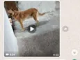 Cachorro raça SRD idade 1 ano nome SIMBA