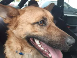 Cachorro raça SRD idade 1 ano nome SIMBA