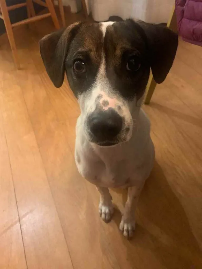 Cachorro ra a  idade 7 a 11 meses nome Mila