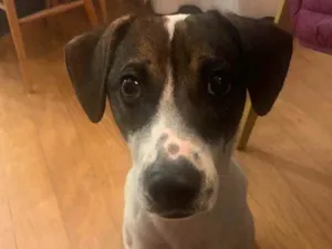Cachorro raça  idade 7 a 11 meses nome Mila