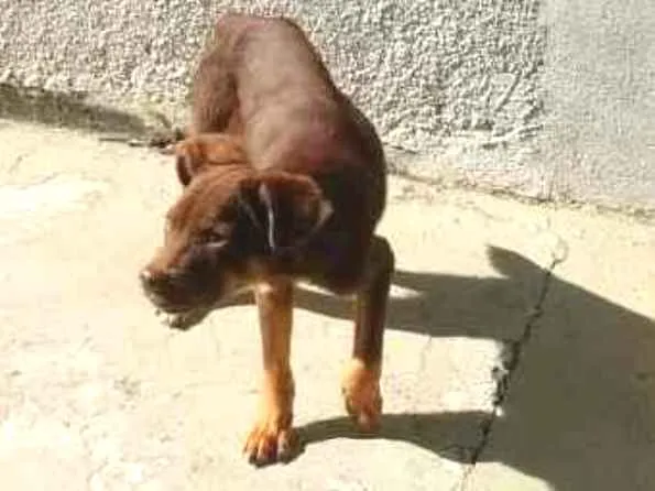 Cachorro ra a não sei idade  nome Sem nome
