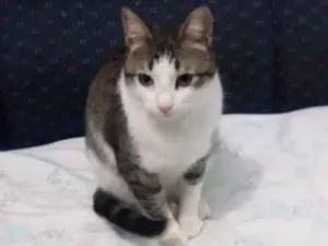 Gato raça Felino idade 7 a 11 meses nome Mia