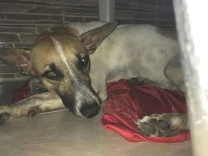 Cachorro ra a Vira-lata  idade 1 ano nome Cecília 