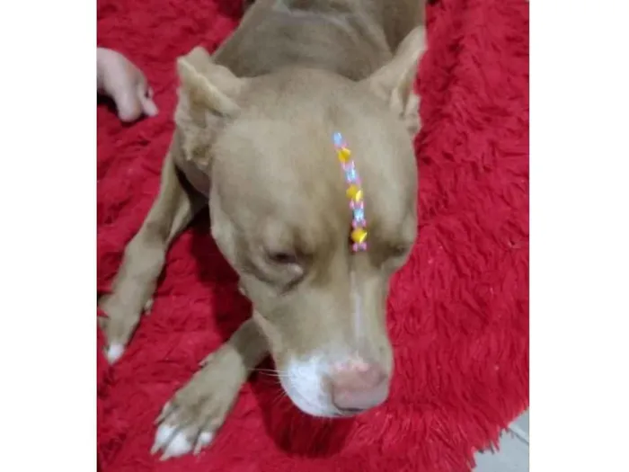 Cachorro ra a Mestiça  idade 1 ano nome Jade 