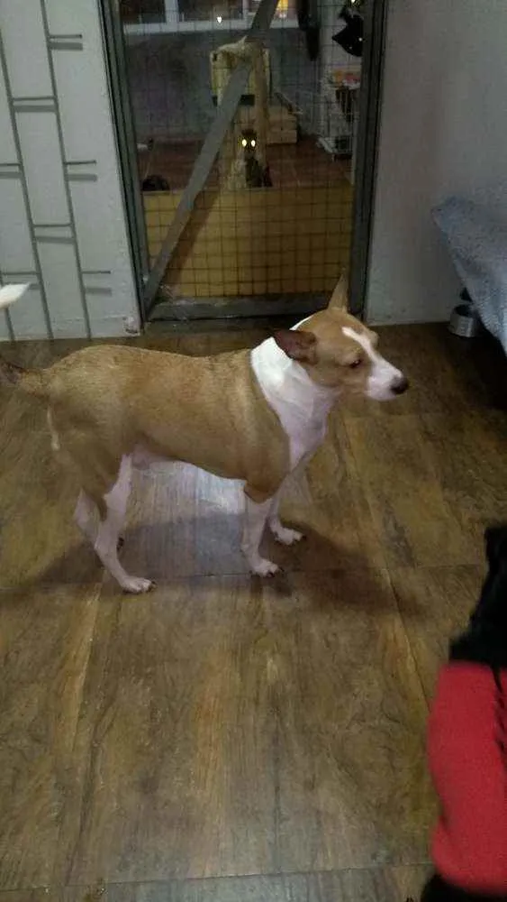 Cachorro ra a SRD idade 2 anos nome Alemão