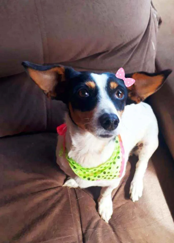 Cachorro ra a Srd idade 2 anos nome Olivia