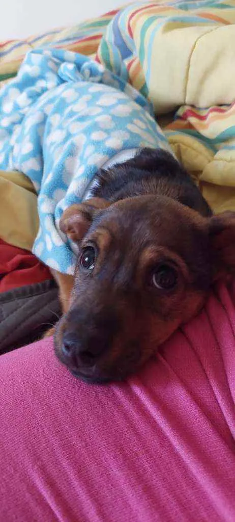 Cachorro raça Srd idade 2 a 6 meses nome Luna
