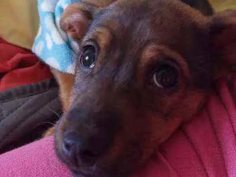 Cachorro raça Srd idade 2 a 6 meses nome Luna