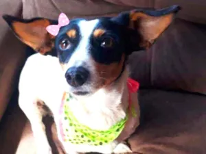 Cachorro raça Srd idade 2 anos nome Olivia