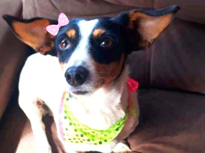 Cachorro ra a Srd idade 2 anos nome Olivia
