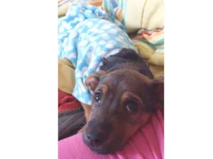 Cachorro raça Srd idade 2 a 6 meses nome Luna