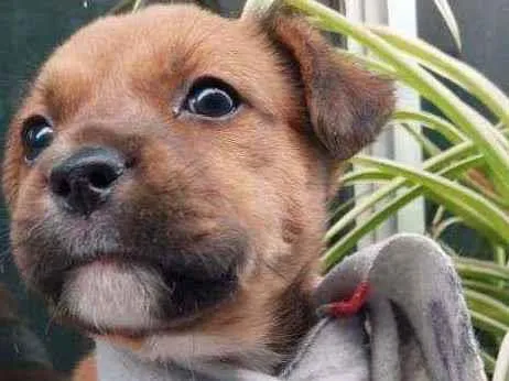 Cachorro raça Srd idade 2 a 6 meses nome Guille