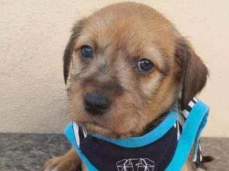 Cachorro raça Srd idade 2 a 6 meses nome Aventureiro