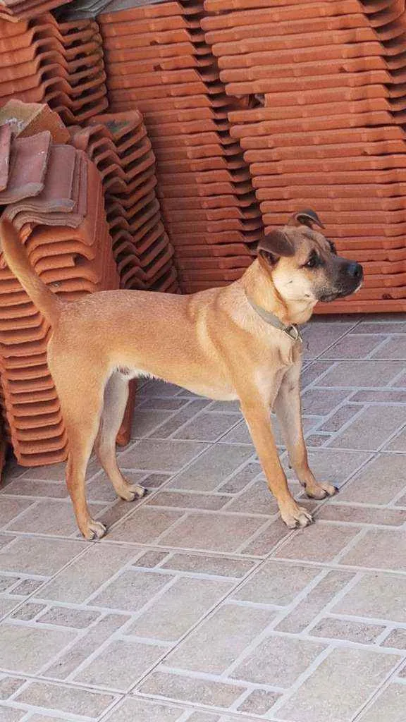 Cachorro ra a  idade 7 a 11 meses nome Tufinho