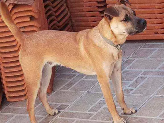 Cachorro ra a  idade 7 a 11 meses nome Tufinho