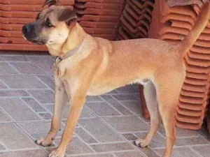 Cachorro raça  idade 7 a 11 meses nome Tufinho