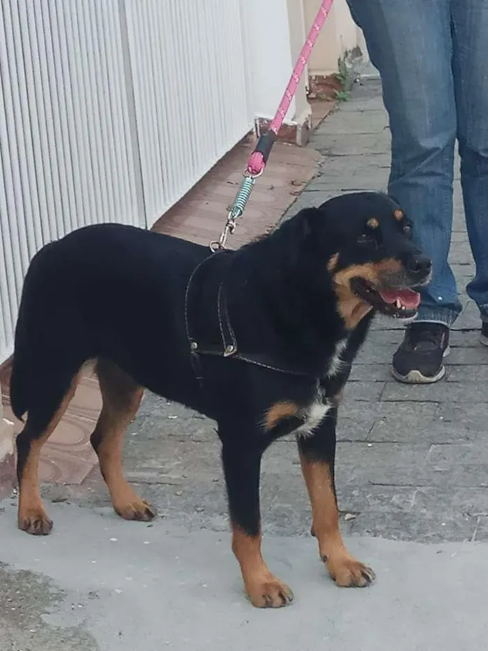 Cachorro ra a SRD-ViraLata idade 4 anos nome Luna