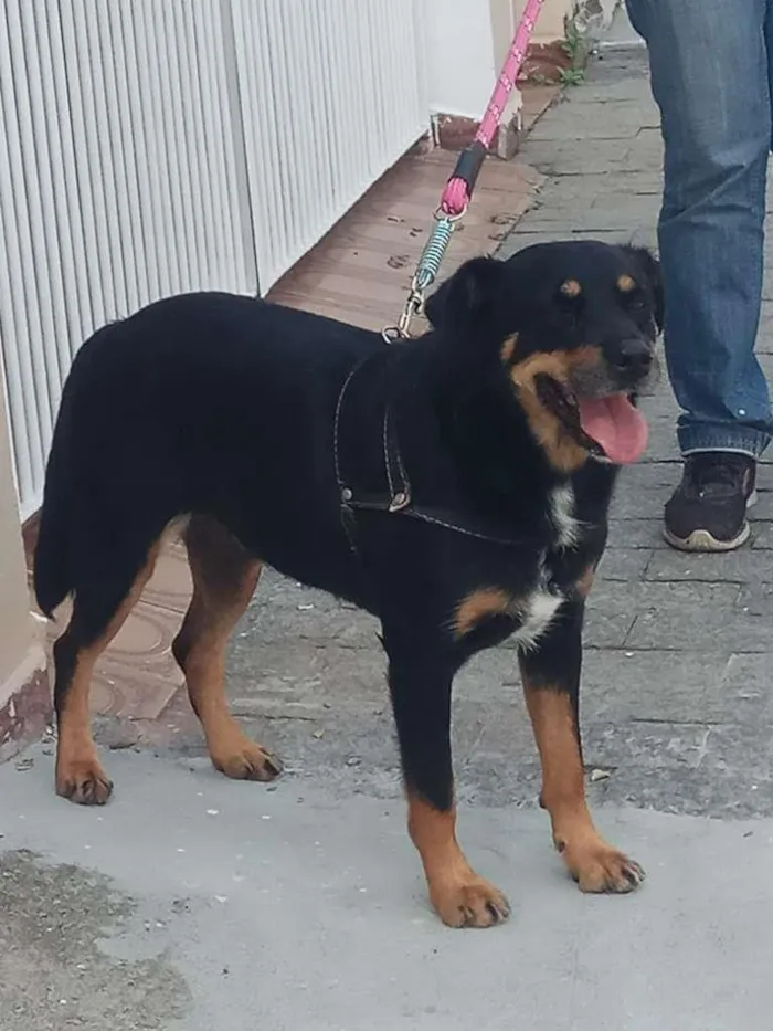 Cachorro ra a SRD-ViraLata idade 4 anos nome Luna