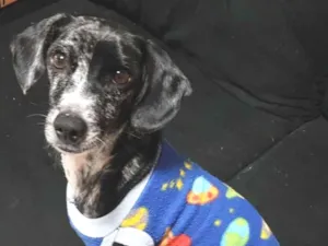 Cachorro raça SRD-ViraLata idade 3 anos nome Cabrito e Quindim