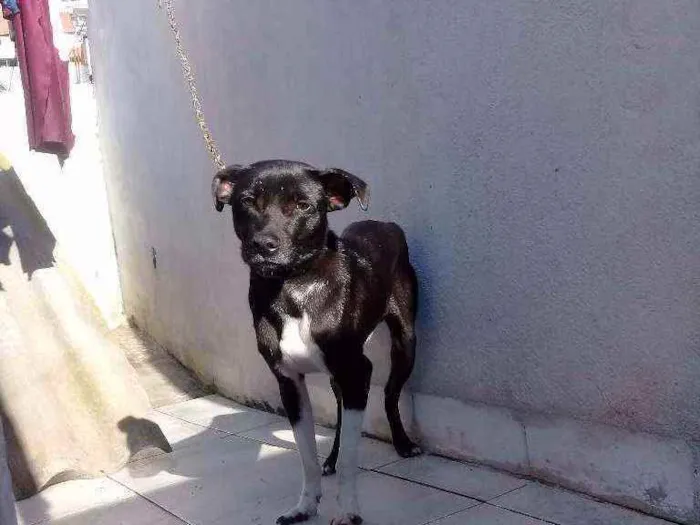 Cachorro ra a Sem raça definida idade 7 a 11 meses nome Alok 