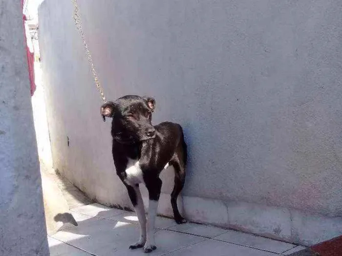 Cachorro ra a Sem raça definida idade 7 a 11 meses nome Alok 