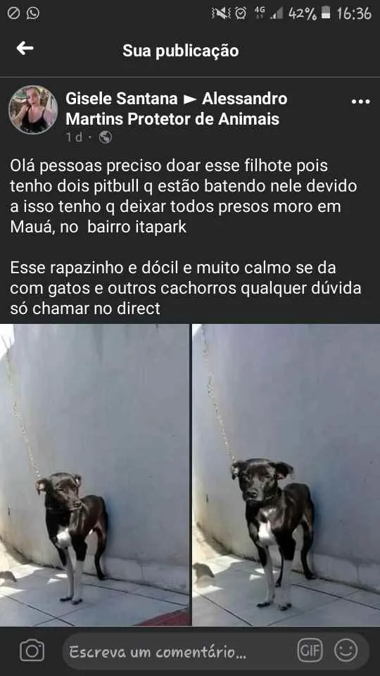 Cachorro ra a Sem raça definida idade 7 a 11 meses nome Alok 
