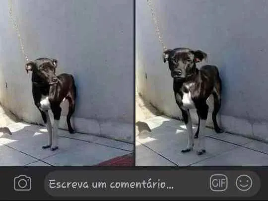 Cachorro ra a Sem raça definida idade 7 a 11 meses nome Alok 